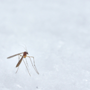Een mug op een witte achtergrond