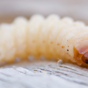houtworm in huis kruipruimte ventilatie specialist