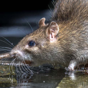 Ratten in kruipruimte door vochtprobleem